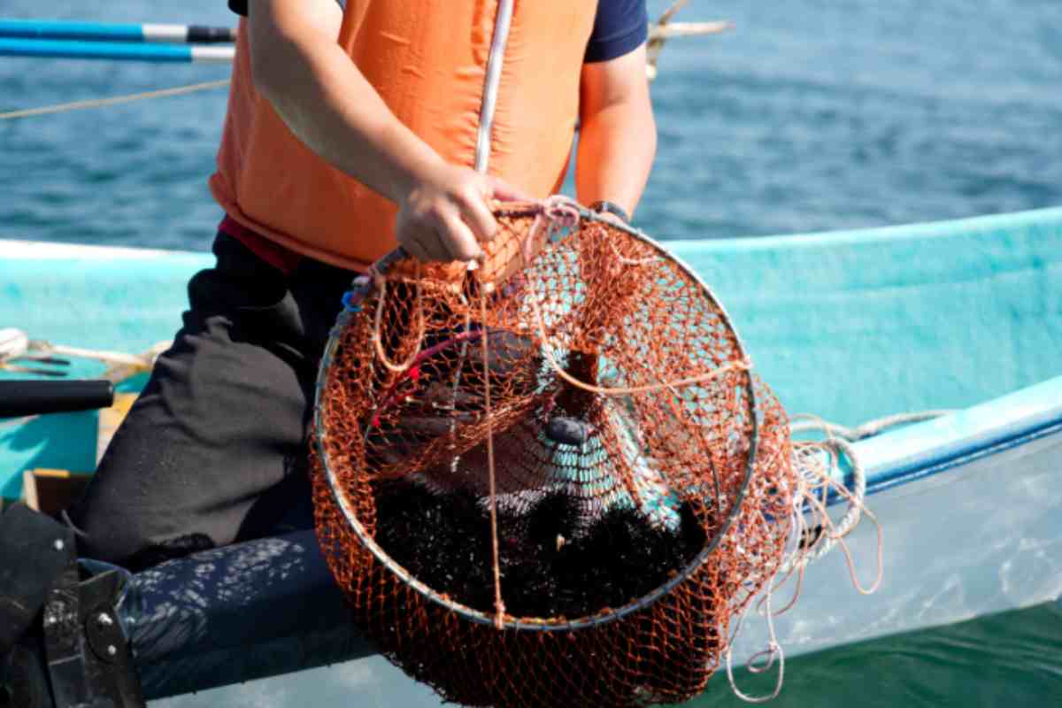 Divieto pesca ricci di mare