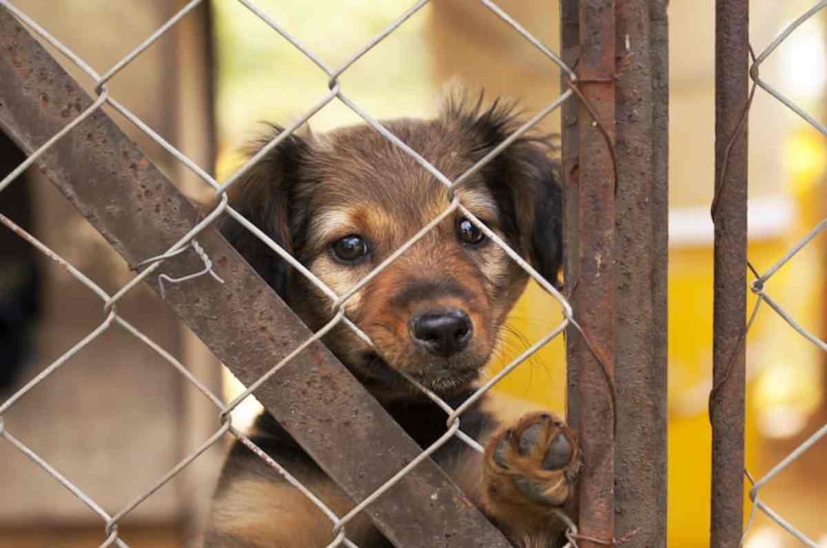 Il cane più sfortunato d'Italia è in Puglia