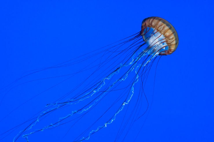 Cosa non fare quando si viene punti da una medusa