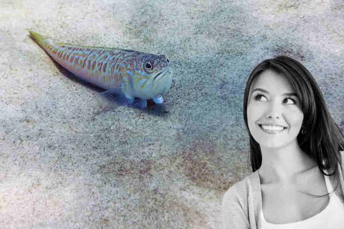 tracina: come curare il morso del pesce