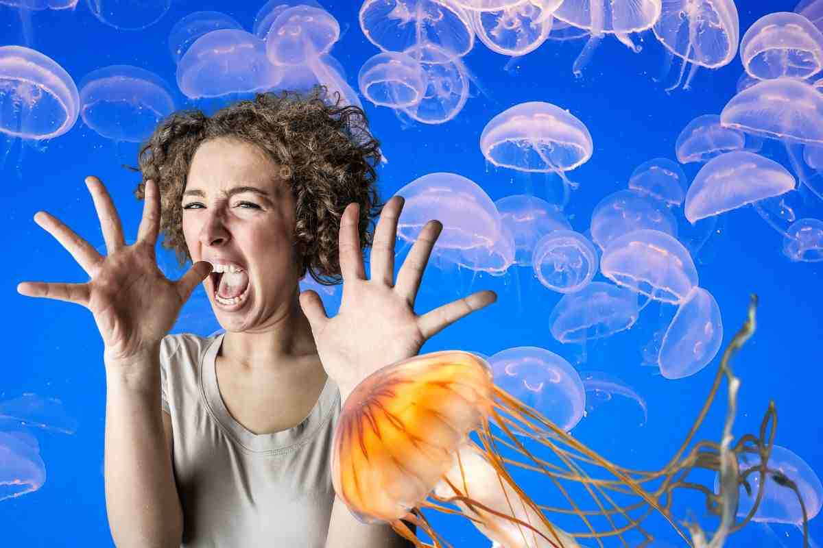 aumentano gli avvistamenti di meduse