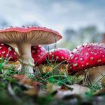 come riconoscere i funghi commestibili
