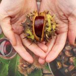 castagne dove raccoglierle in Puglia