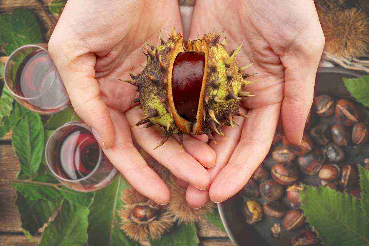 castagne dove raccoglierle in Puglia