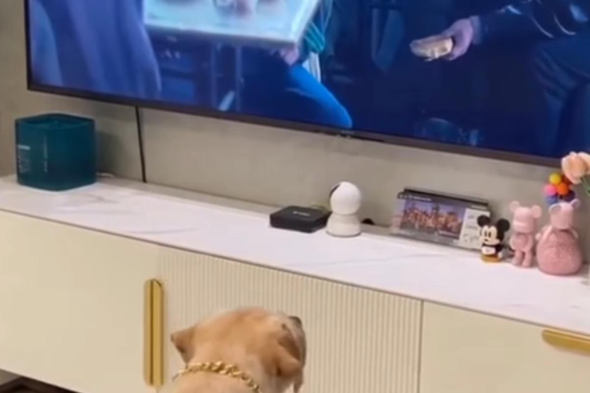 Cane guarda film dove mangiano