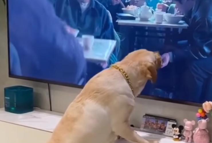 Cane mangia panino dalla tv