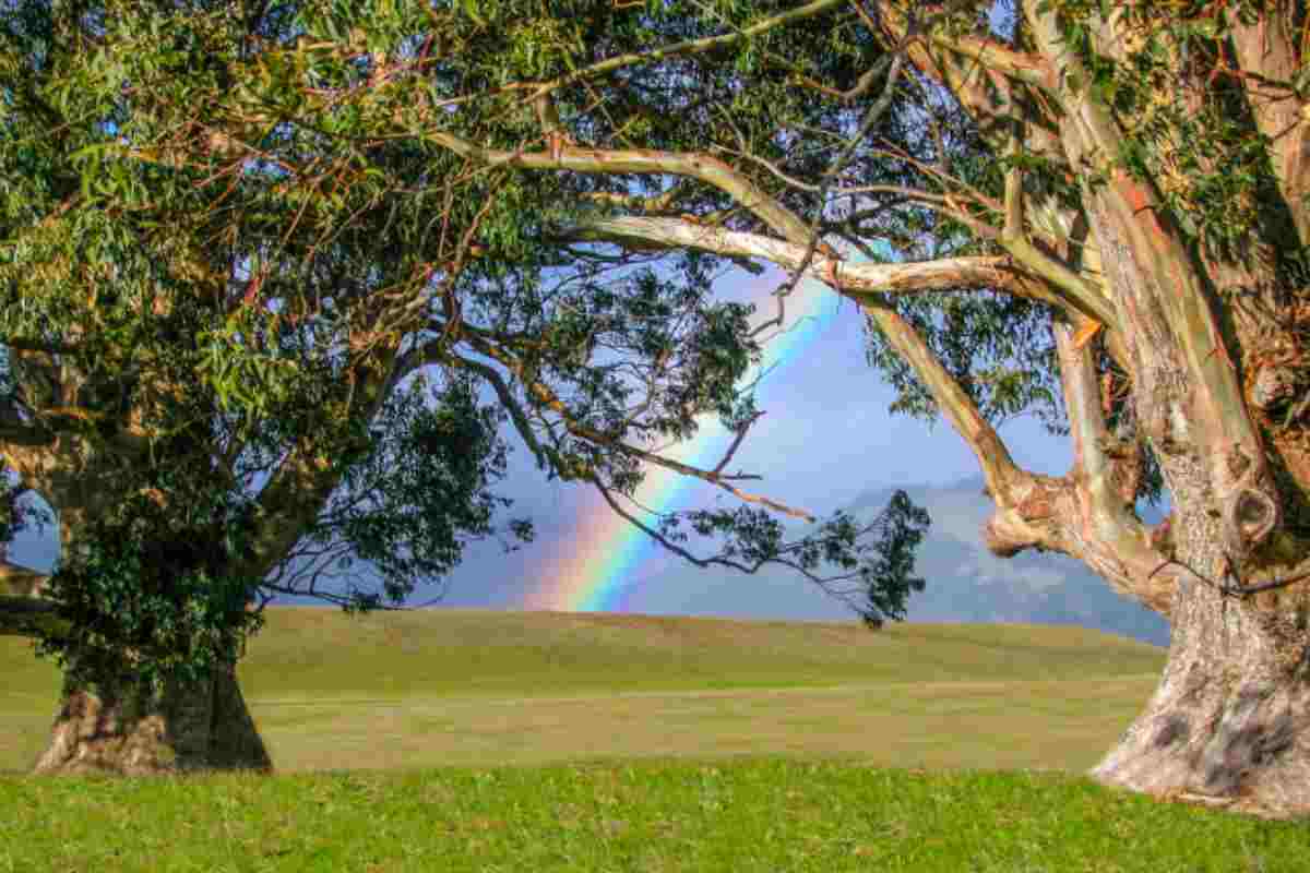 L'albero più colorato al mondo