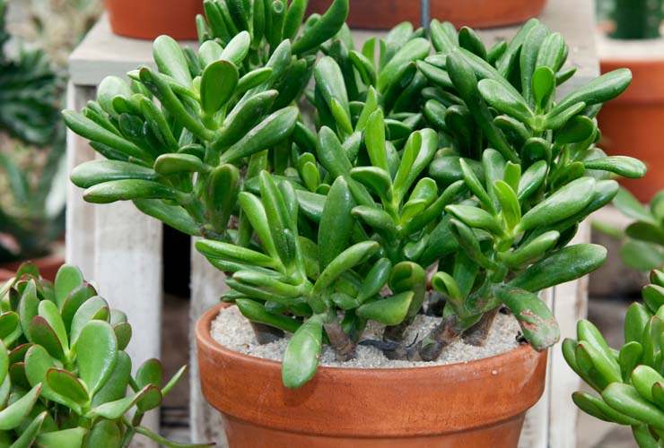 Crassula Ovata Ø 5,5 - L'albero di giada portafortuna - If Creative Hub