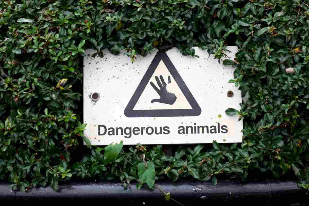 animali domestici pericolosi