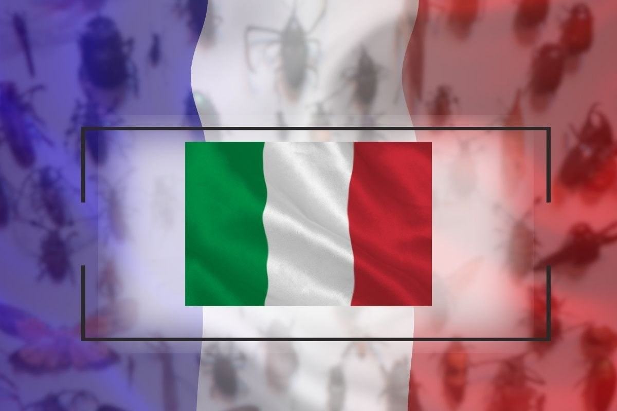 Allarme insetti dopo Francia anche l'Italia