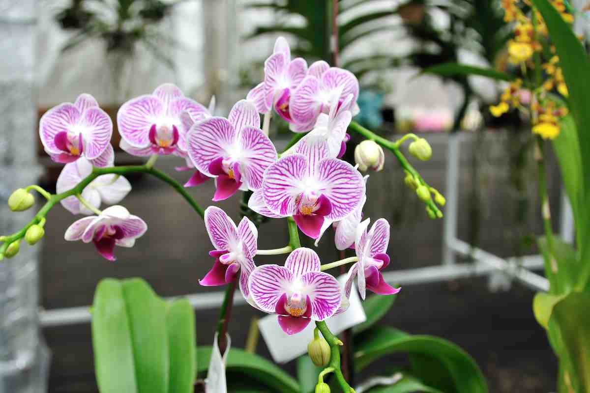 Orchidea: significato colori