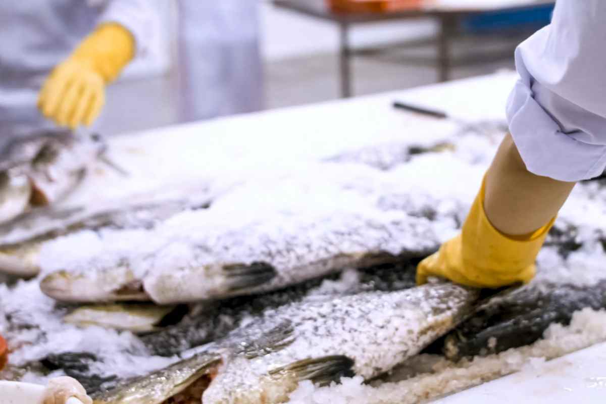 I pesci da acquistare a novembre e congelare