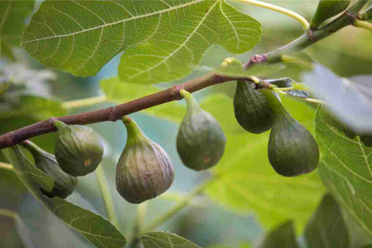 Allarme Coldiretti puglia cambiamento climatico