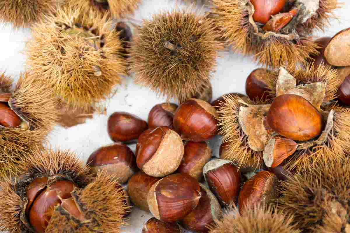 Raccogliere castagne-gli esperti ci dicono come riconoscere le migliori