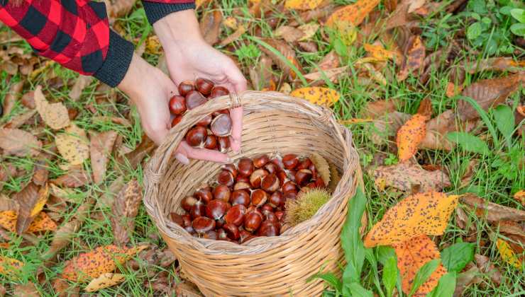 Gli esperti ci dicono come raccogliere le castagne migliori