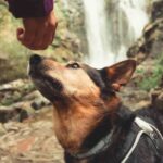 cane olfatto malattia metodo