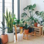 Le piante con tanti benefici che dovresti avere in casa